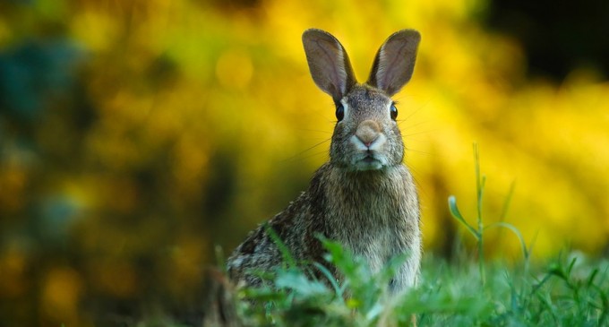 Un primar din Maramureș a împușcat o vecină, trăgând după un iepure – Esential
