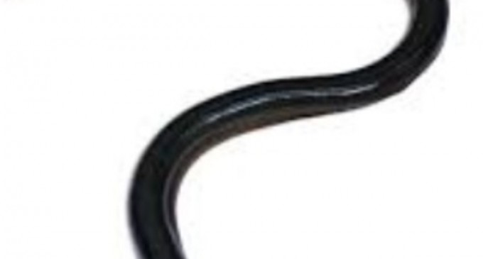 Franța: ​Doi cetățeni chinezi au vrut să transporte ilegal cu avionul kilograme întregi de anghilă europeană vie – International