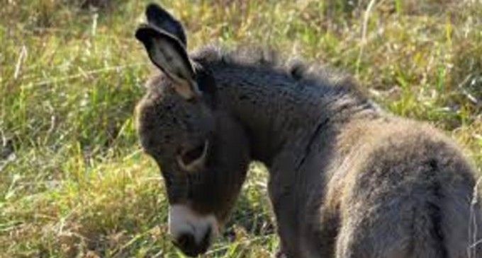 Populația de măgari din lume, decimată pentru realizarea unui medicament tradițional chinezesc – Mediu