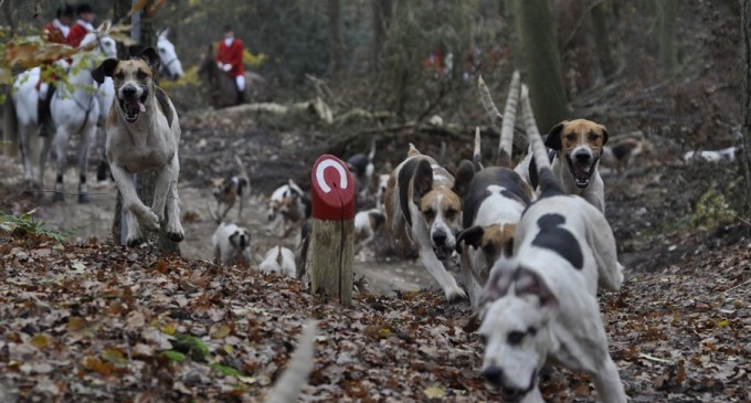 Femeie însărcinată, ucisă de câini de vânătoare într-o pădure din Franța – International