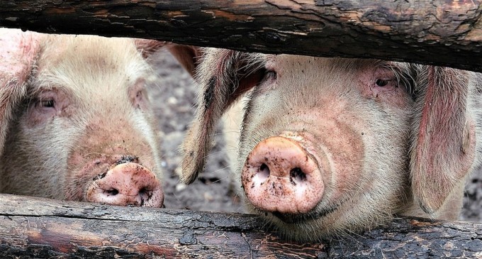 Ministrul Agriculturii: Nu omul care îşi creşte porcul pentru el şi familie este problema, ci şmecherii, samsarii şi porcii mistreţi – Agricultura