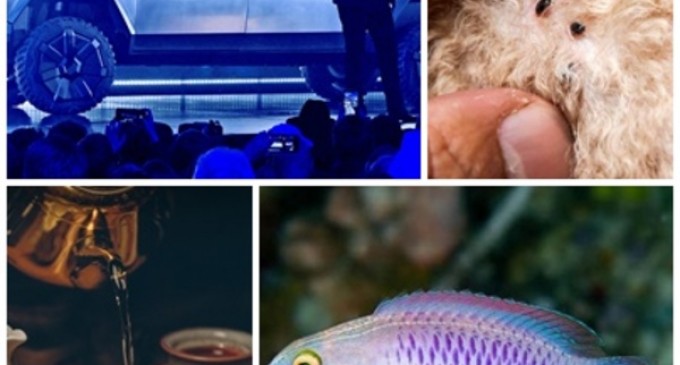 Utile: Cum a devenit Elon Musk viral și principalul motor de marketing al Tesla; Peste 70 de specii de animale şi plante, descoperite în 2019 de savanţi – Utile