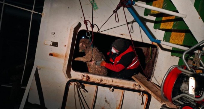 Ministrul Sănătății, despre situația oilor moarte în Portul Midia: „Este un risc biologic mare” – Mediu