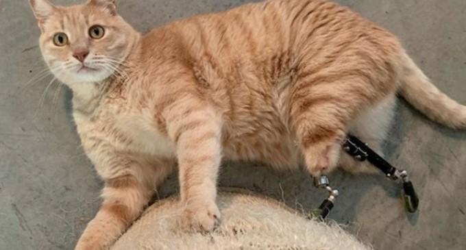 VIDEO Pisica bionică Vito, care a rămas fără lăbuțele din spate după un accident, devine ”superstar” pe internet – Magazin