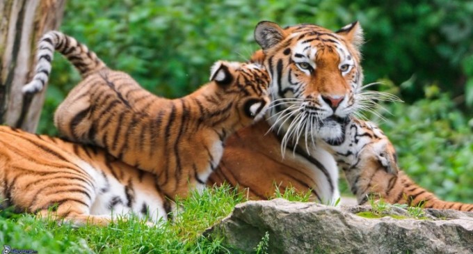 Lucruri pe care nu le stiai despre animale