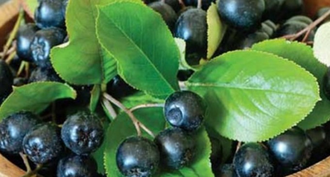 Top 6 beneficii de care te bucuri cand bei constant suc de aronia