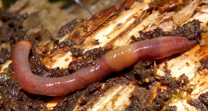 Dacă un vierme ar putea să transmită un mesaj gazdei pe care o parazitează de ,,adio dar rămân cu tine”, cum ar suna înainte de a se băga iar în Gazdă? Nu foarte diferit de mesajul de ,,depunere a mandatului”