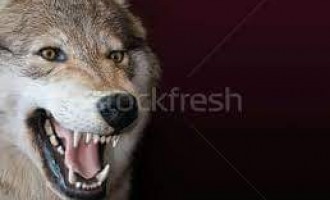 Când lupu-i paznic la stână…