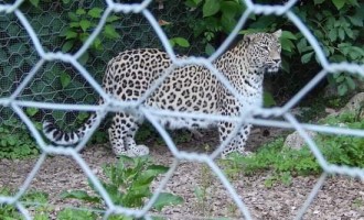 Dinafară vopsit gardul, înăuntru… leopardul