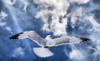 Cunoașterea, fundamentul libertății noastre