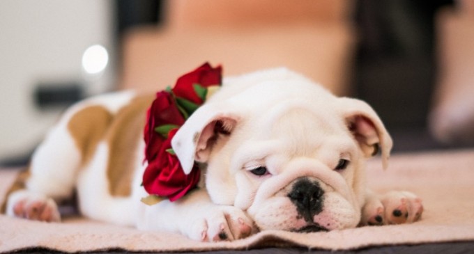 Cum să îi oferi o alimentație sănătoasă animalului tău de companie?