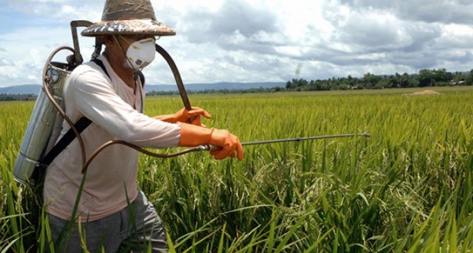 Aplicarea inteligenta a erbicidelor pentru floarea soarelui