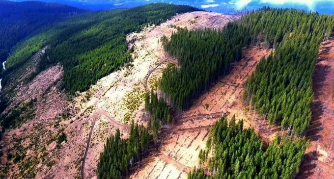 Preşedintele Camerei Deputaţilor şi-a luat angajamentul faţă de ecologişti că va pune pe ordinea de zi proiectul legislativ al PER de salvare a pădurilor