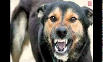 GARANTAT SUTĂ LA SUTĂ