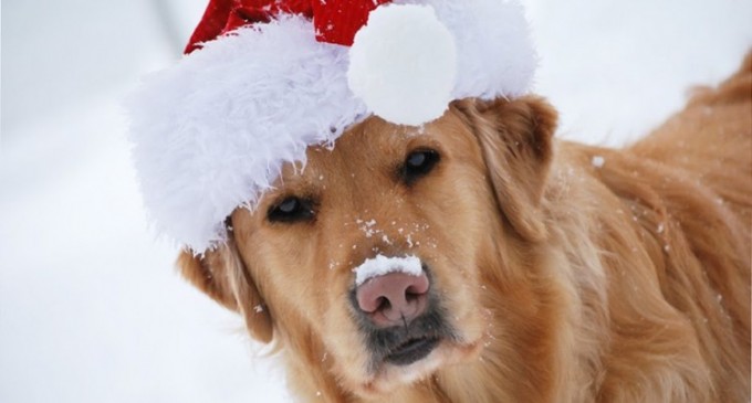 Cum poti avea grija de sanatatea cainelui tau pe timpul iernii