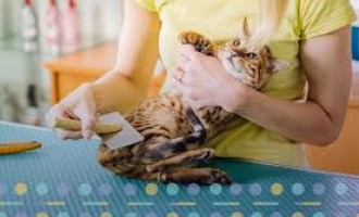 Apeleaza la o frizerie pisici profesionala pentru a-ti rasfata cel mai iubit animal de companie