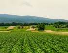 5 motive pentru care ar trebui sa dezvolti o afacere in agricultura