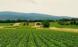 5 motive pentru care ar trebui sa dezvolti o afacere in agricultura