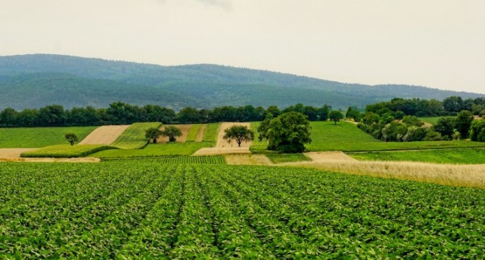 5 motive pentru care ar trebui sa dezvolti o afacere in agricultura