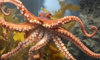 BARONIADA ŞI COVID – UL PAMFLET