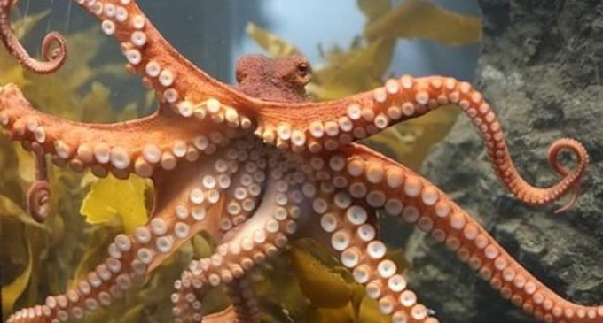 BARONIADA ŞI COVID – UL PAMFLET