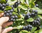 Beneficiile sucului de aronia