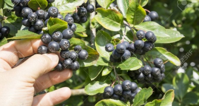 Beneficiile sucului de aronia