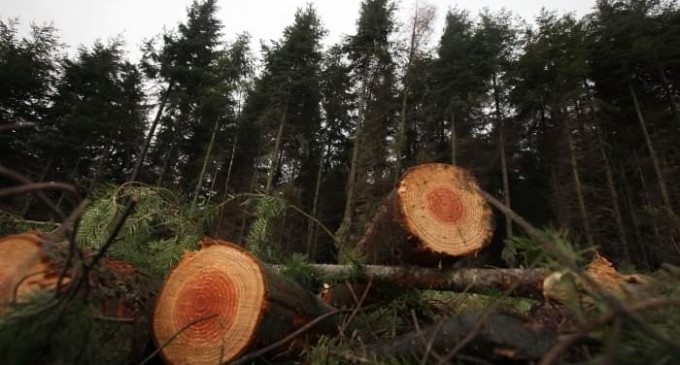 Ecologiștii cer condiții obligatorii de replantare după anunțul efectuat de MMAP în care firmele mici de exploatări forestiere vor fi sprijinte financiar