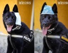 Câinele polițist ”Șuier” a devenit vedetă, după o demonstrație privind masca de protecție – Coronavirus