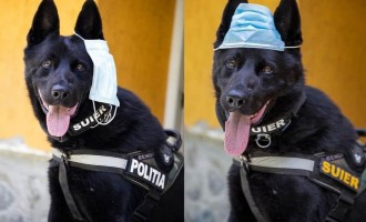 Câinele polițist ”Șuier” a devenit vedetă, după o demonstrație privind masca de protecție – Coronavirus