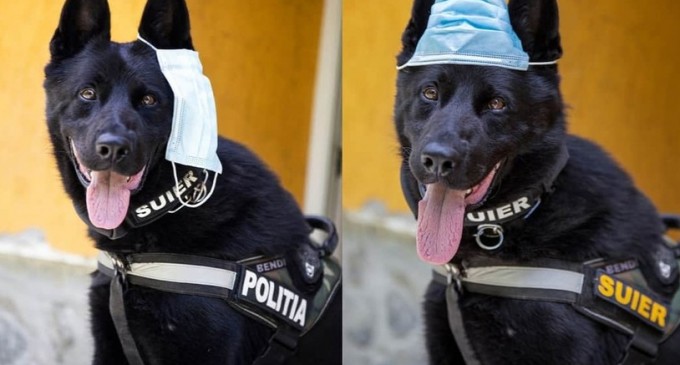 Câinele polițist ”Șuier” a devenit vedetă, după o demonstrație privind masca de protecție – Coronavirus