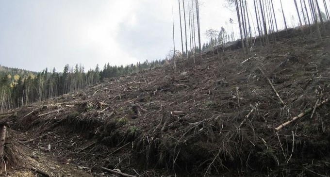 Noul Cod Silvic, aprobat în Parlament: Furtul de arbori devine faptă penală – Mediu