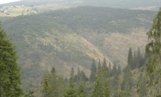 Emerging Europe: Pădurile seculare ale Europei în curs de dezvoltare sunt în pericol – Mediu