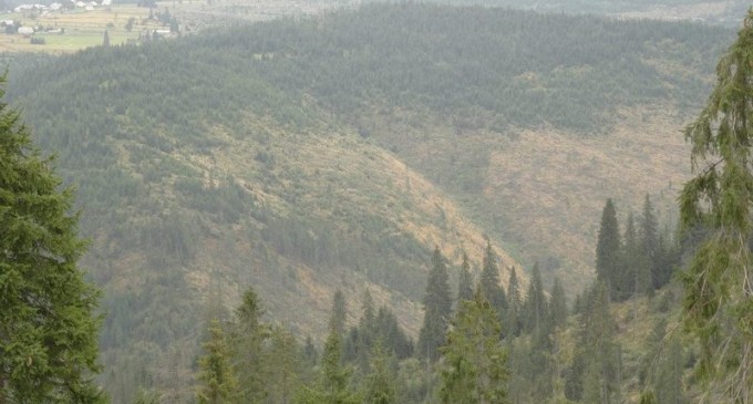 Emerging Europe: Pădurile seculare ale Europei în curs de dezvoltare sunt în pericol – Mediu