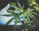 Focuri de armă pentru prinderea a doi tineri care cultivau cannabis la ieșirea din Galați – Esential