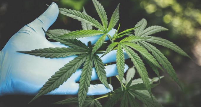 Focuri de armă pentru prinderea a doi tineri care cultivau cannabis la ieșirea din Galați – Esential
