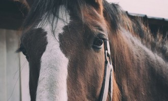 Caii mutilați din Franța: ce se știe despre valul de atacuri. Plus – 50 de ani de precedente și de speculații – International