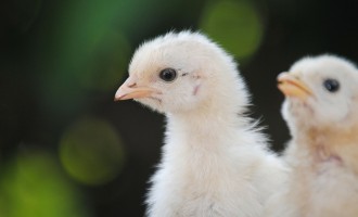 Germania: Ministrul agriculturii vrea să interzică uciderea puilor de găină – International