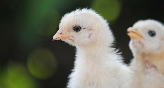 Germania: Ministrul agriculturii vrea să interzică uciderea puilor de găină – International