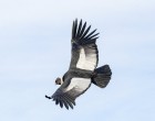 ICARUS, un proiect ruso-german de monitorizare a migraţiilor animalelor cu ajutorul instrumentelor de la bordul ISS, a devenit funcţional – International