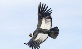 ICARUS, un proiect ruso-german de monitorizare a migraţiilor animalelor cu ajutorul instrumentelor de la bordul ISS, a devenit funcţional – International