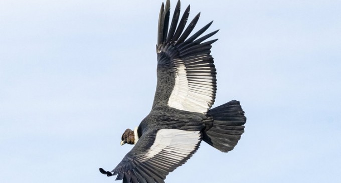 ICARUS, un proiect ruso-german de monitorizare a migraţiilor animalelor cu ajutorul instrumentelor de la bordul ISS, a devenit funcţional – International