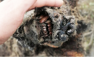 Un urs de peșteră, foarte bine conservat, descoperit după topirea permafrostului arctic – Arheologie