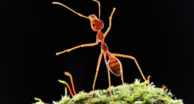Digi24: Izolăm grupul sau eliminăm bolnavul? Cum procedează furnicile în cazul epidemiilor – Stiintele vietii