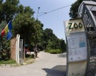 Timiş: Toţi cangurii de la Grădina Zoo au fost ucişi de câini necipaţi – Esential