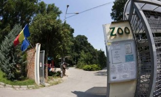 Timiş: Toţi cangurii de la Grădina Zoo au fost ucişi de câini necipaţi – Esential