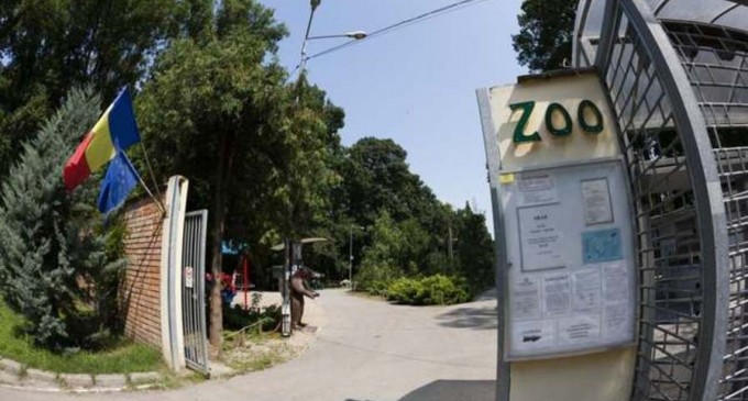 Timiş: Toţi cangurii de la Grădina Zoo au fost ucişi de câini necipaţi – Esential