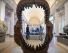 Malta anunță că îl lasă pe prințul George să păstreze dintele de megalodon primit cadou de la David Attenborough – International