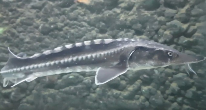 Cadavrul unui sturion atlantic, vechi de 500 de ani, descoperit în epava unei nave regale daneze – Arheologie