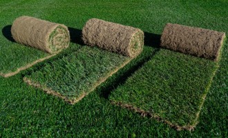 Care sunt principalele diferențe dintre gazonul rulou și cel obținut prin insamantare?